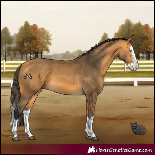Horse Color:Buckskin Splash 