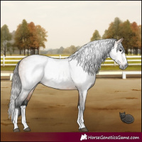 Horse Color:Gray Buckskin Splash 