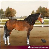 Horse Color:Gray Buckskin Splash 
