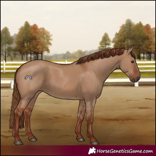 Horse Color:Red Dun Rabicano 