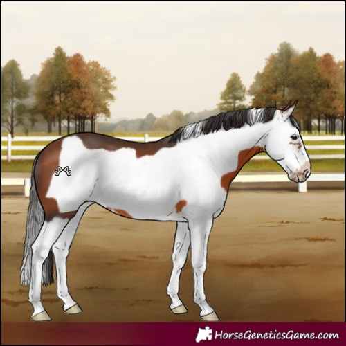 Horse Color:Bay Splash Frame 