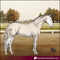 Horse Color:Perlino Splash 