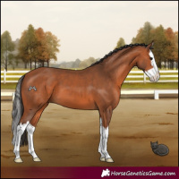Horse Color:Bay Splash 