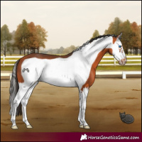 Horse Color:Bay Splash Frame 