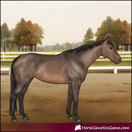 Horse Color:Bay Dun 