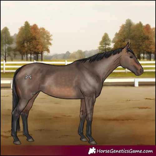 Horse Color:Bay Dun 