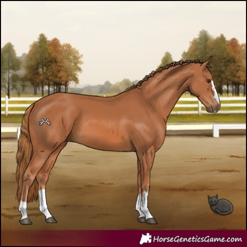 Horse Color:Chestnut 