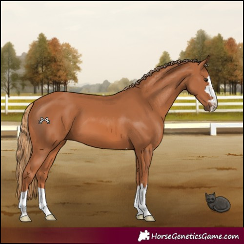 Horse Color:Chestnut 