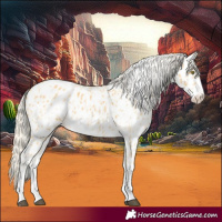 Horse Color:Palomino Appaloosa  and Palomino Frame Appaloosa 
