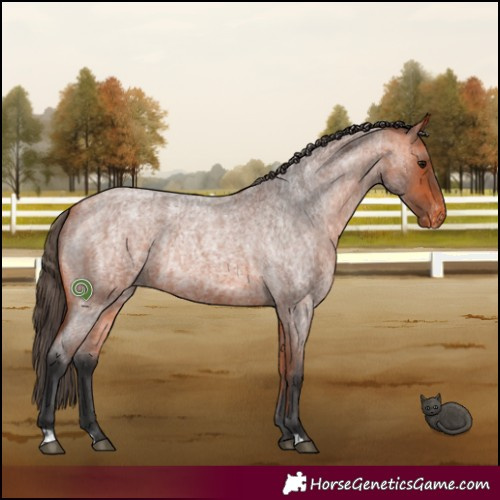 Horse Color:Bay Roan Appaloosa  and Bay Roan Appaloosa 
