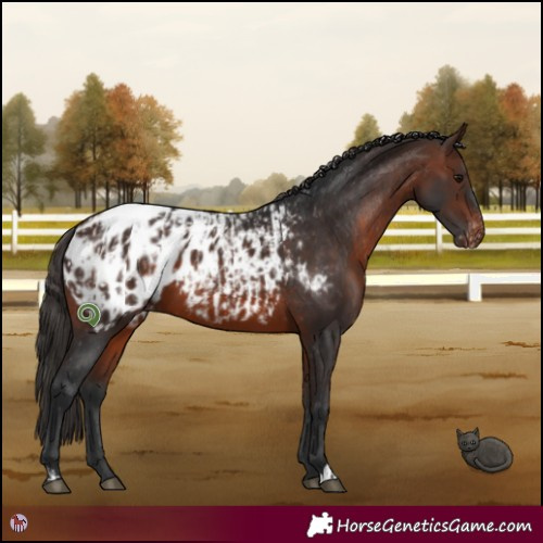 Horse Color:Bay Blanket and Brown Blanket