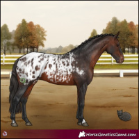 Horse Color:Bay Appaloosa  and Brown Appaloosa 