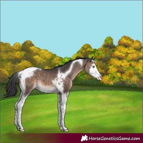 Horse Color:Brown Dun Mushroom Splash Tobiano 