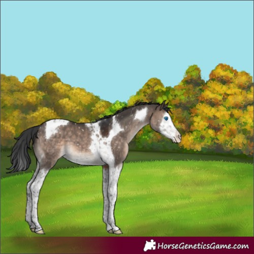 Horse Color:Brown Dun Mushroom Splash Tobiano Appaloosa 