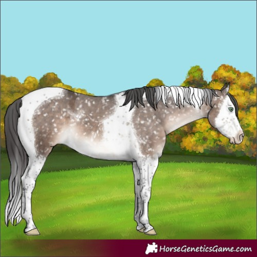 Horse Color:Brown Dun Mushroom Splash Tobiano Appaloosa 