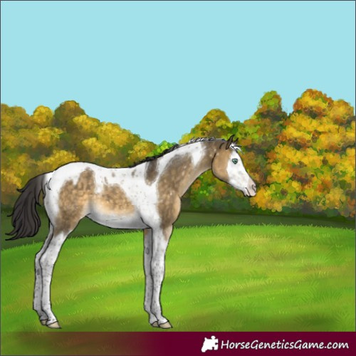 Horse Color:Buckskin Dun Mushroom Splash Tobiano Appaloosa