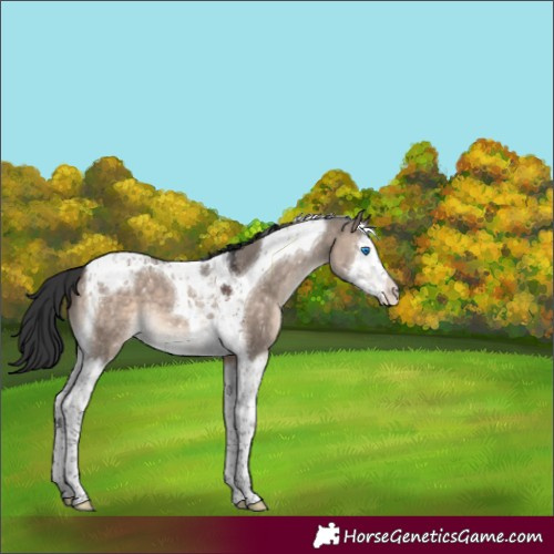 Horse Color:Brown Dun Mushroom Splash Tobiano Appaloosa 