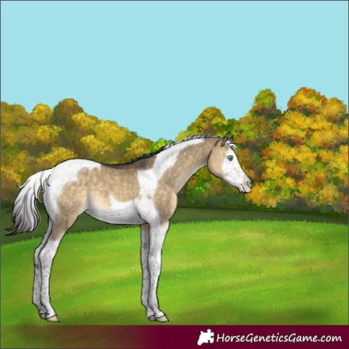 Horse Color:Buckskin Dun Mushroom Splash Tobiano Appaloosa 