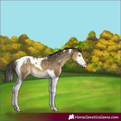 Horse Color:Buckskin Dun Mushroom Splash Tobiano Appaloosa 