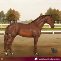Horse Color:Chestnut 