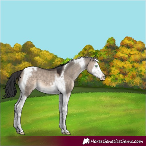 Horse Color:Brown Dun Mushroom Splash Tobiano 