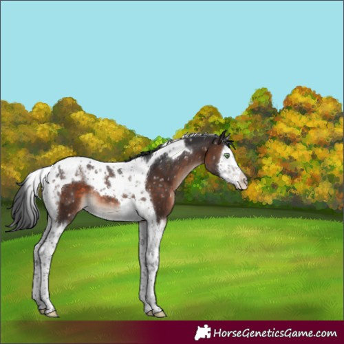 Horse Color:Brown Mushroom Splash Tobiano Appaloosa 