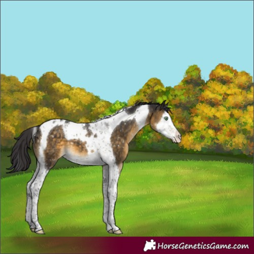 Horse Color:Buckskin Mushroom Splash Tobiano Appaloosa 