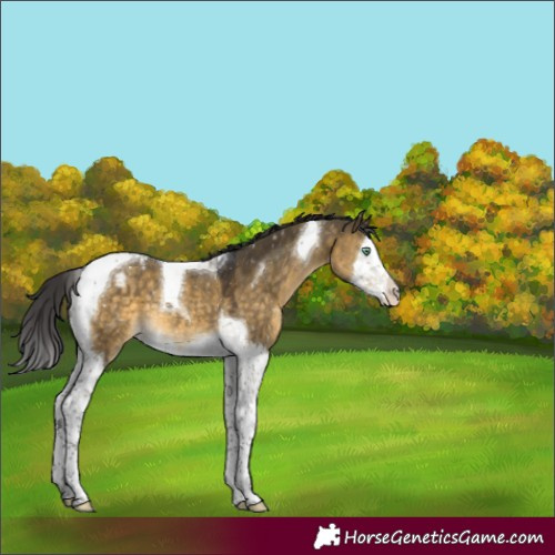 Horse Color:Buckskin Dun Mushroom Splash Tobiano Appaloosa