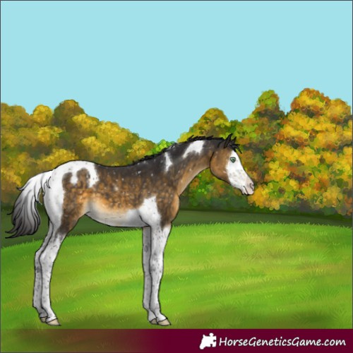 Horse Color:Buckskin Mushroom Splash Tobiano Appaloosa
