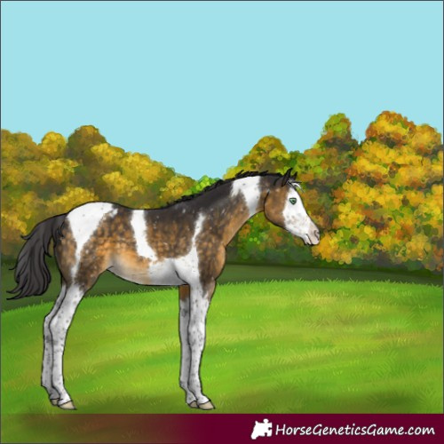 Horse Color:Buckskin Mushroom Splash Tobiano Appaloosa