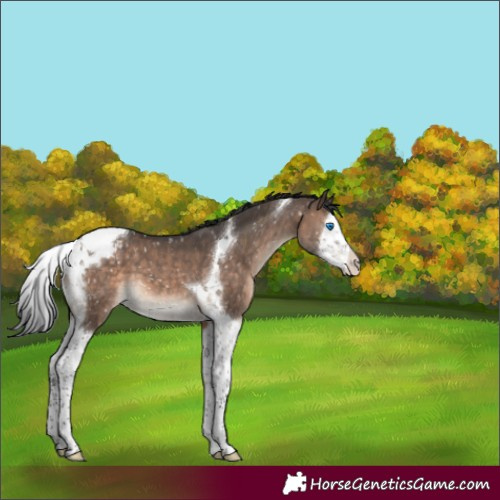 Horse Color:Brown Dun Mushroom Splash Tobiano Appaloosa 
