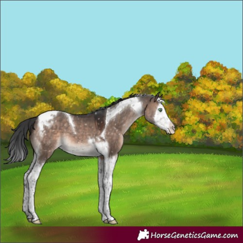 Horse Color:Brown Dun Mushroom Splash Tobiano Appaloosa 