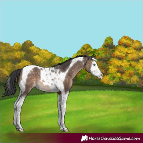 Horse Color:Brown Dun Mushroom Splash Tobiano Appaloosa 