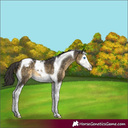 Horse Color:Buckskin Mushroom Splash Tobiano Appaloosa 