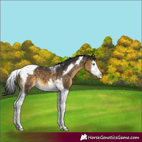 Horse Color:Buckskin Mushroom Splash Tobiano Appaloosa 