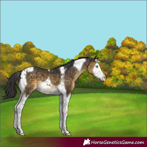 Horse Color:Buckskin Mushroom Splash Tobiano Appaloosa 