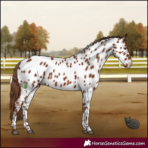 Horse Color:Chestnut Appaloosa