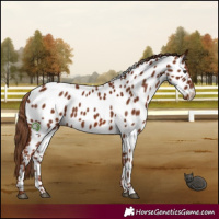 Horse Color:Chestnut Appaloosa 