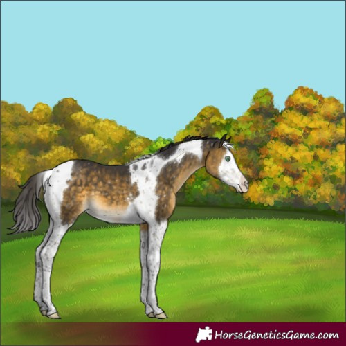 Horse Color:Buckskin Mushroom Splash Tobiano Appaloosa 