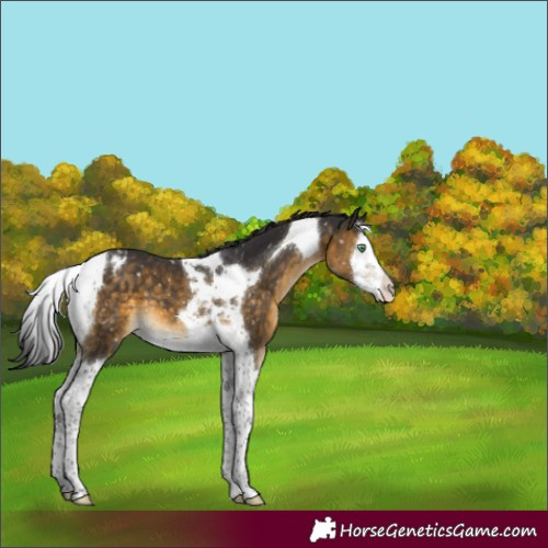 Horse Color:Buckskin Mushroom Splash Tobiano Appaloosa 