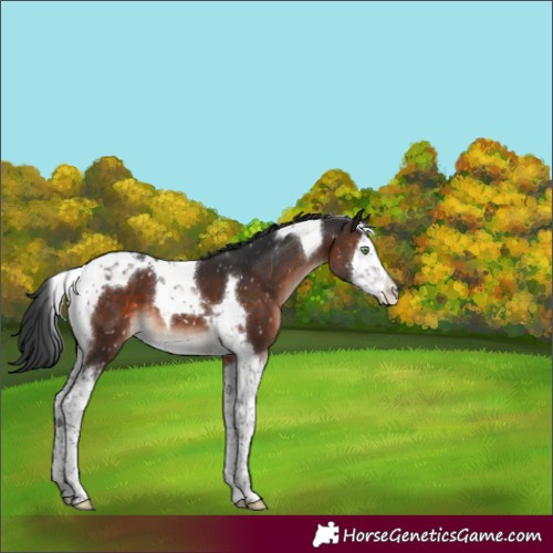 Horse Color:Brown Mushroom Splash Tobiano Appaloosa 