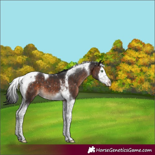 Horse Color:Brown Mushroom Splash Tobiano Appaloosa 