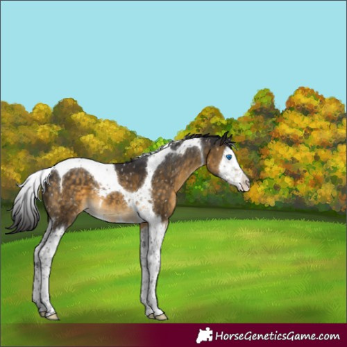 Horse Color:Buckskin Mushroom Splash Tobiano Snowflake Varnish 