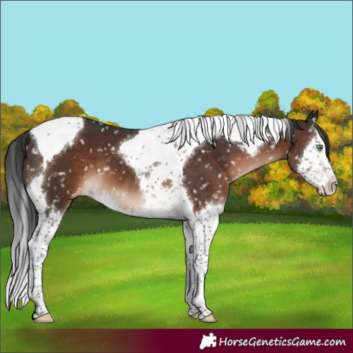 Horse Color:Brown Mushroom Splash Tobiano Snowflake Varnish 