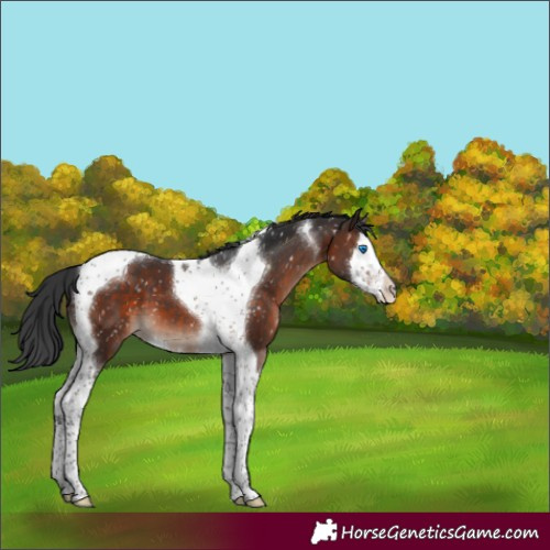 Horse Color:Brown Mushroom Splash Tobiano Appaloosa 