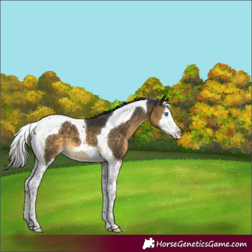 Horse Color:Buckskin Mushroom Splash Tobiano 