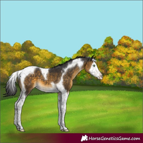Horse Color:Buckskin Mushroom Splash Tobiano 
