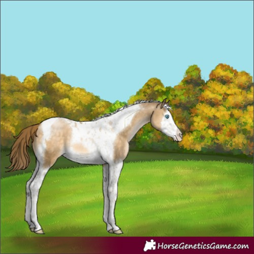 Horse Color:Buckskin Pearl Splash Tobiano 