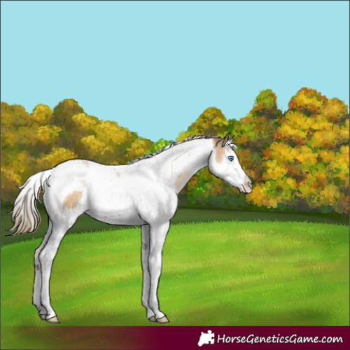 Horse Color:Buckskin Pearl Splash Tobiano Appaloosa 