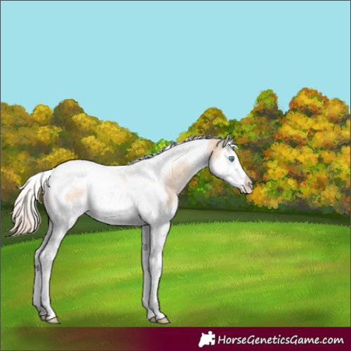 Horse Color:Perlino Dun Splash Tobiano